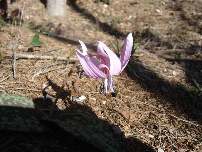 Fiori primaverili